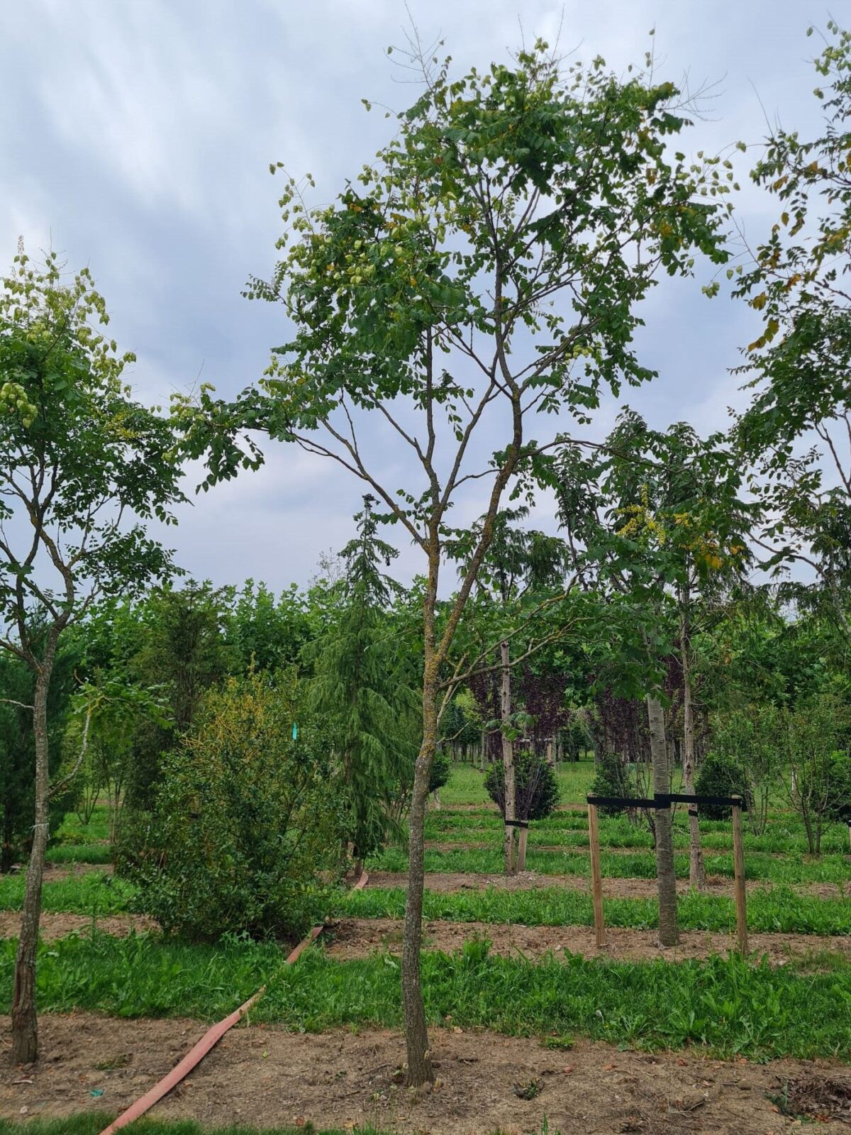 Jonge Lampionboom | Hoogstam