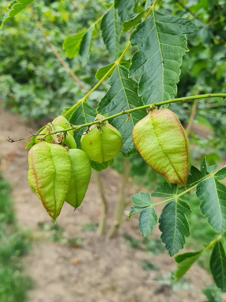 Jonge Lampionboom | Hoogstam