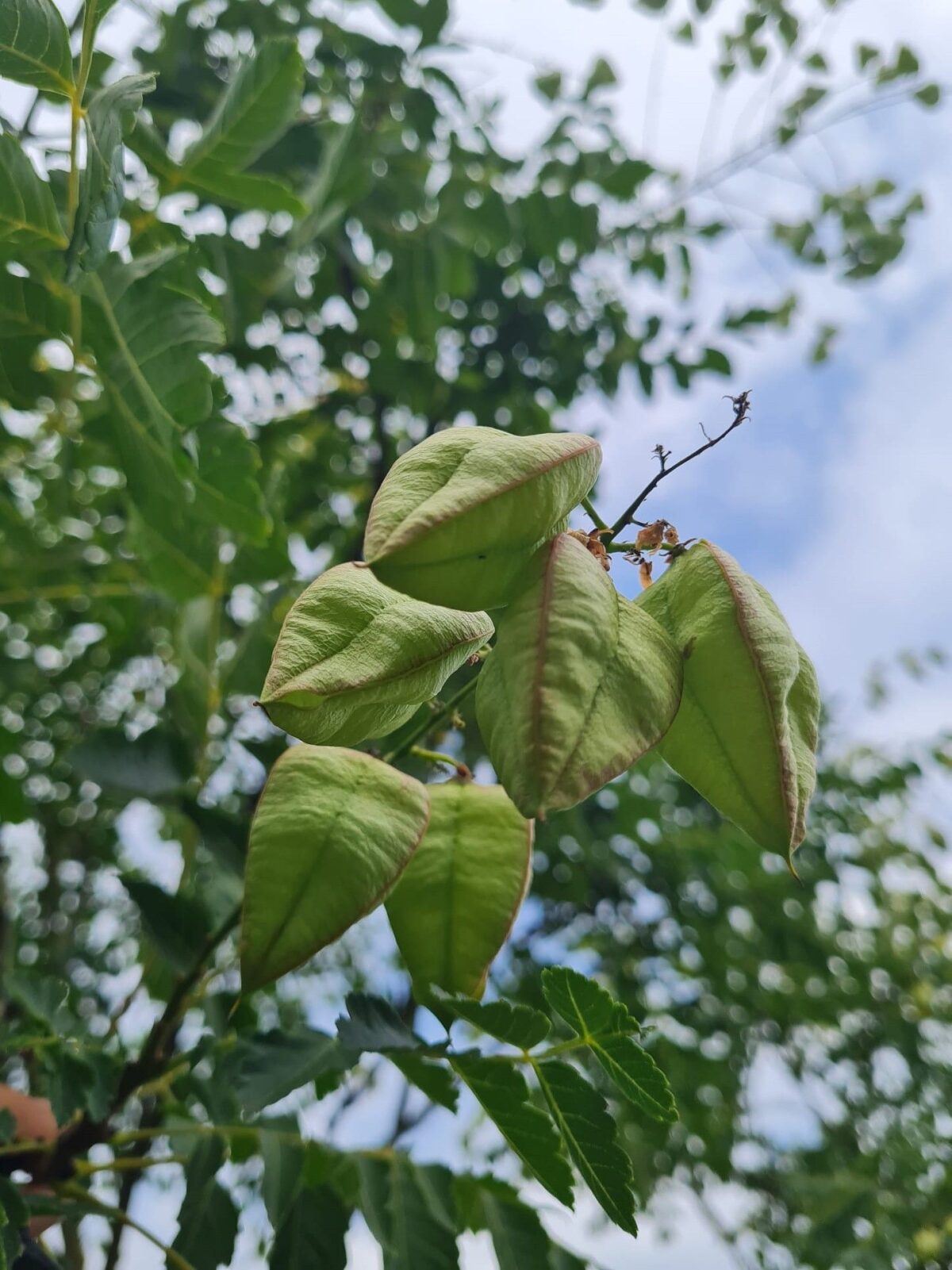 Jonge Lampionboom | Hoogstam