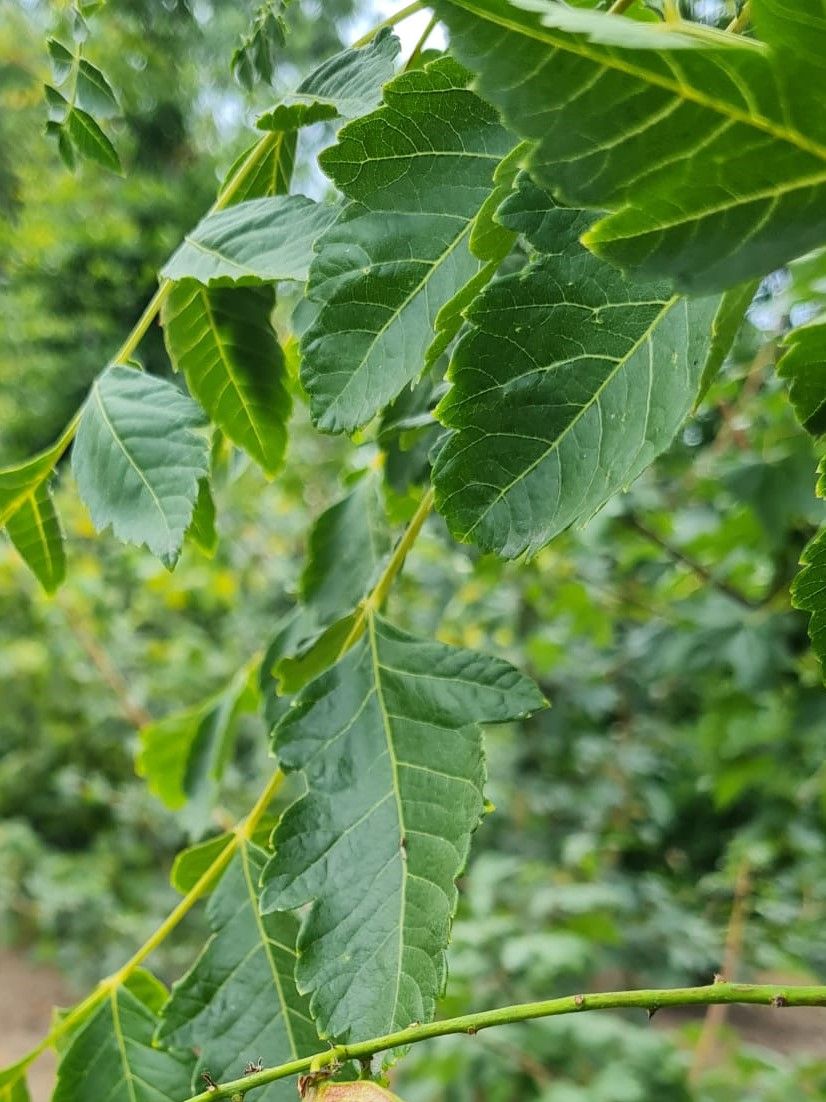 Jonge Lampionboom | Hoogstam