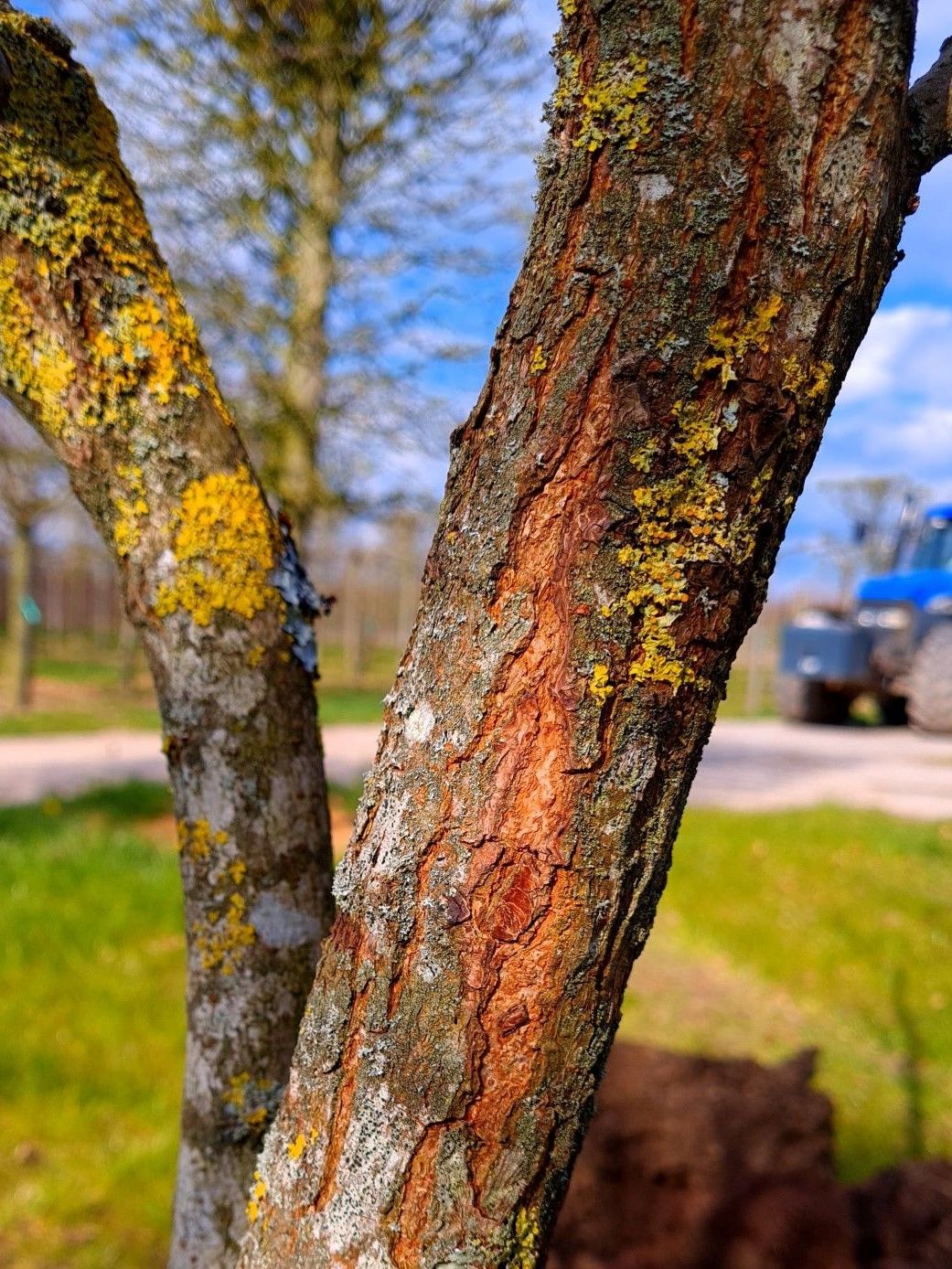 Jonge Lampionboom | Hoogstam