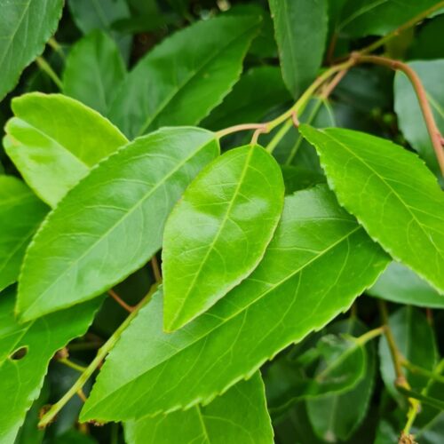 Volwassen Laurierkers 'Rotundifolia' | Struikvorm