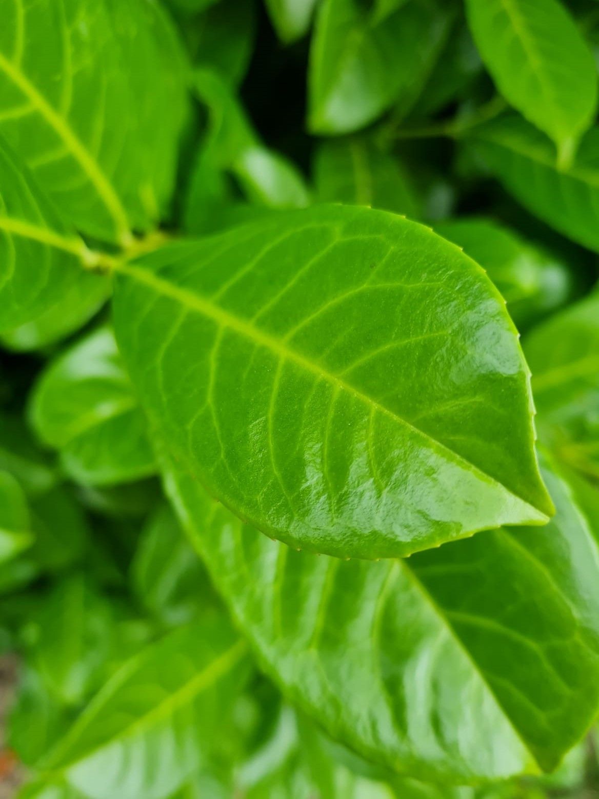 laurierkers-rotundifolia- Volwassen Laurierkers 'Rotundifolia' | Struikvorm