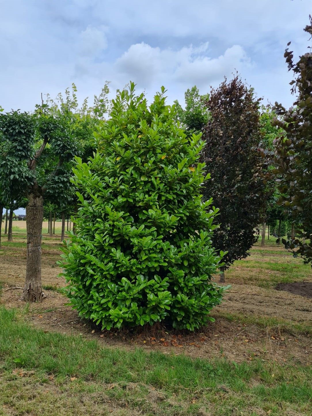 laurierkers-rotundifolia- Volwassen Laurierkers 'Rotundifolia' | Struikvorm