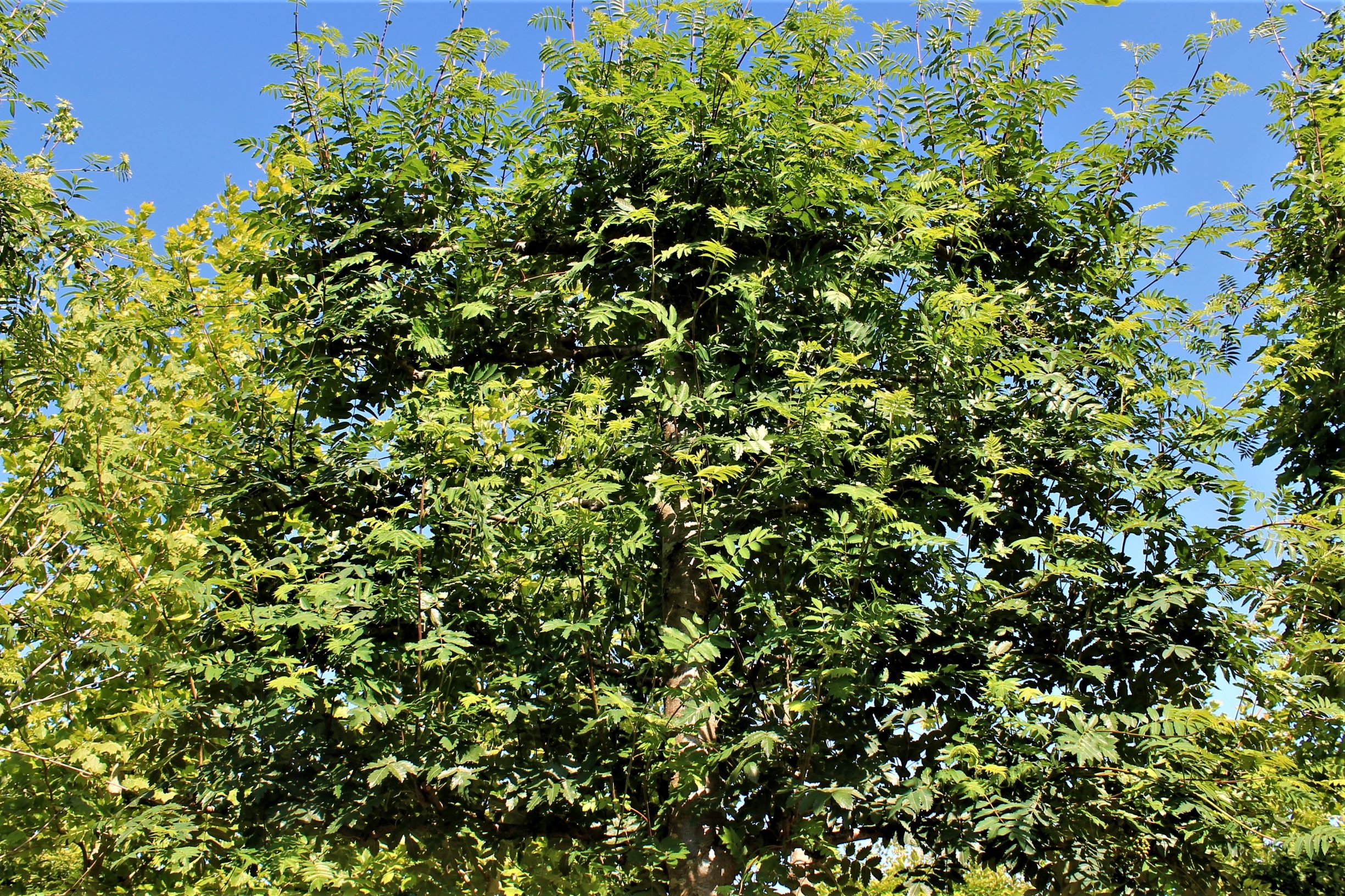 Volwassen Lijsterbes | Leivorm