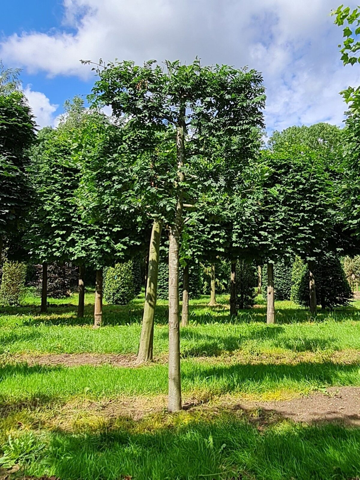 Volwassen Lijsterbes | Leivorm