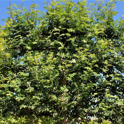 Jonge Lijsterbes | Leivorm