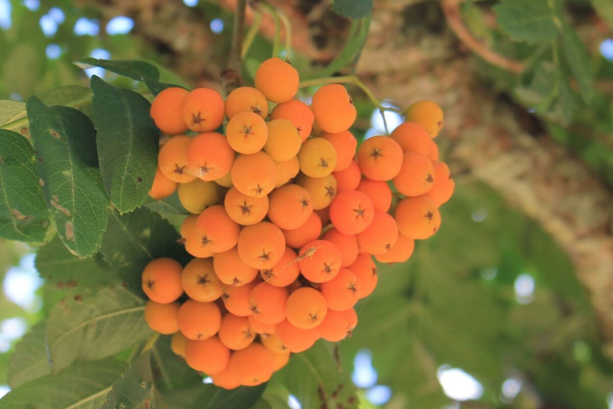 Volwassen Lijsterbes | Leivorm