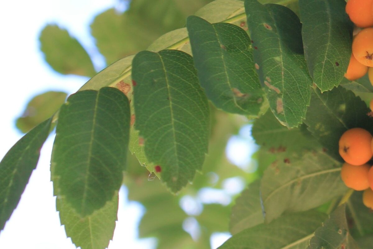 Volwassen Lijsterbes | Leivorm