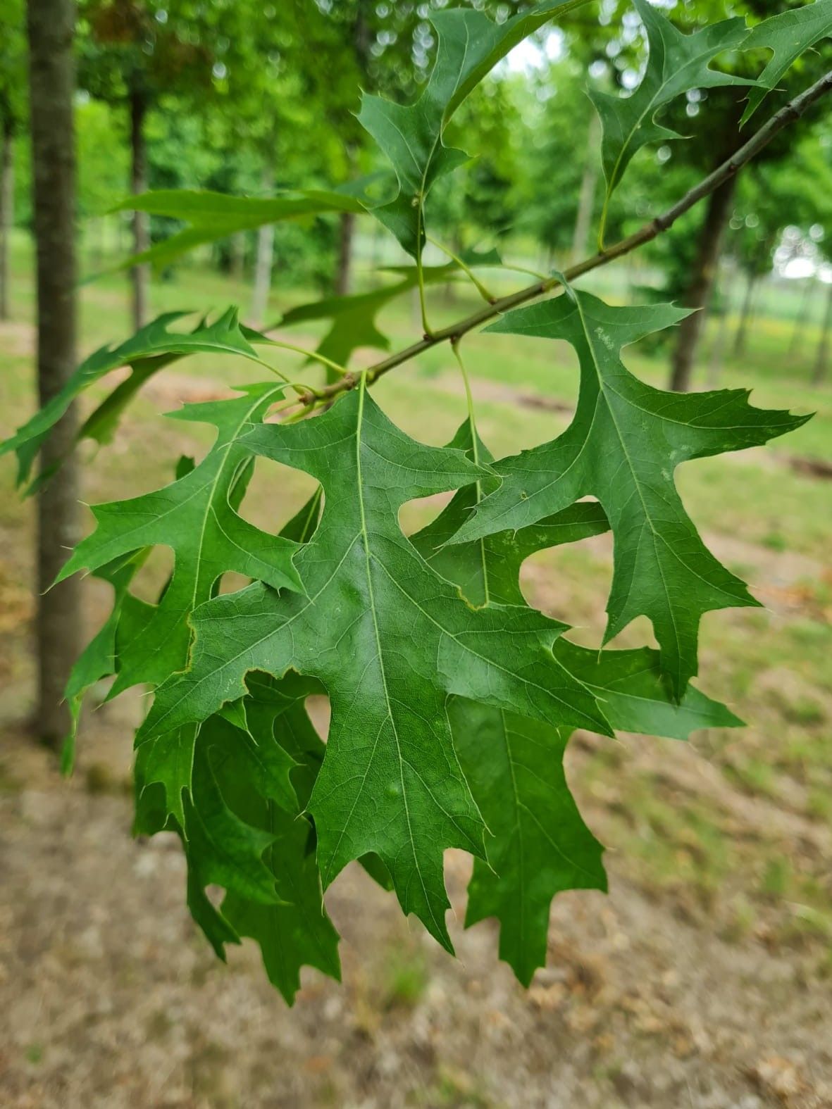 Jonge Moeraseik | Leivorm