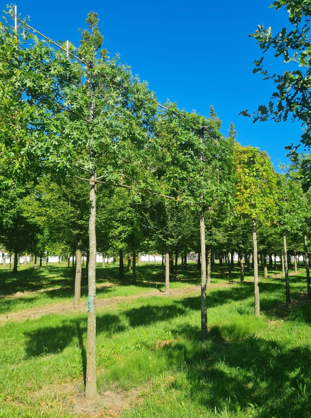 Jonge Moeraseik | Leivorm