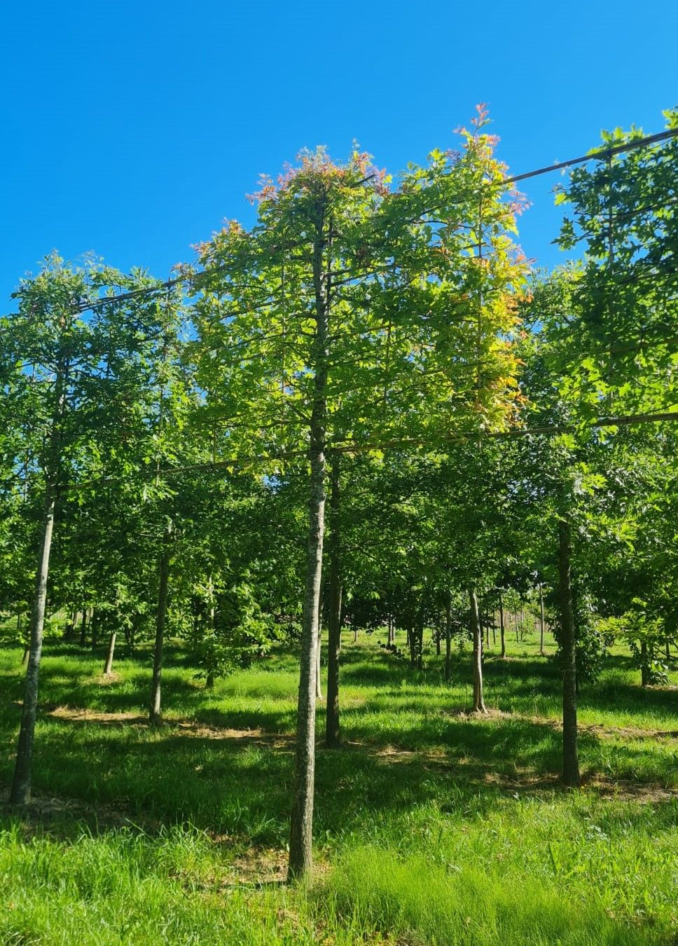 Jonge Moeraseik | Leivorm