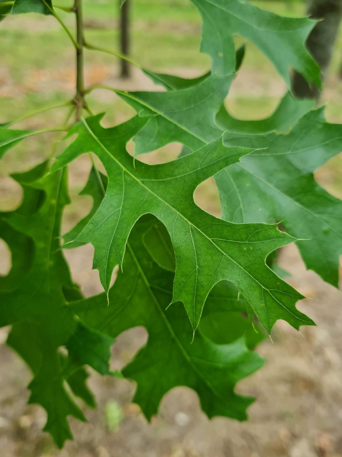 Jonge Moeraseik | Leivorm