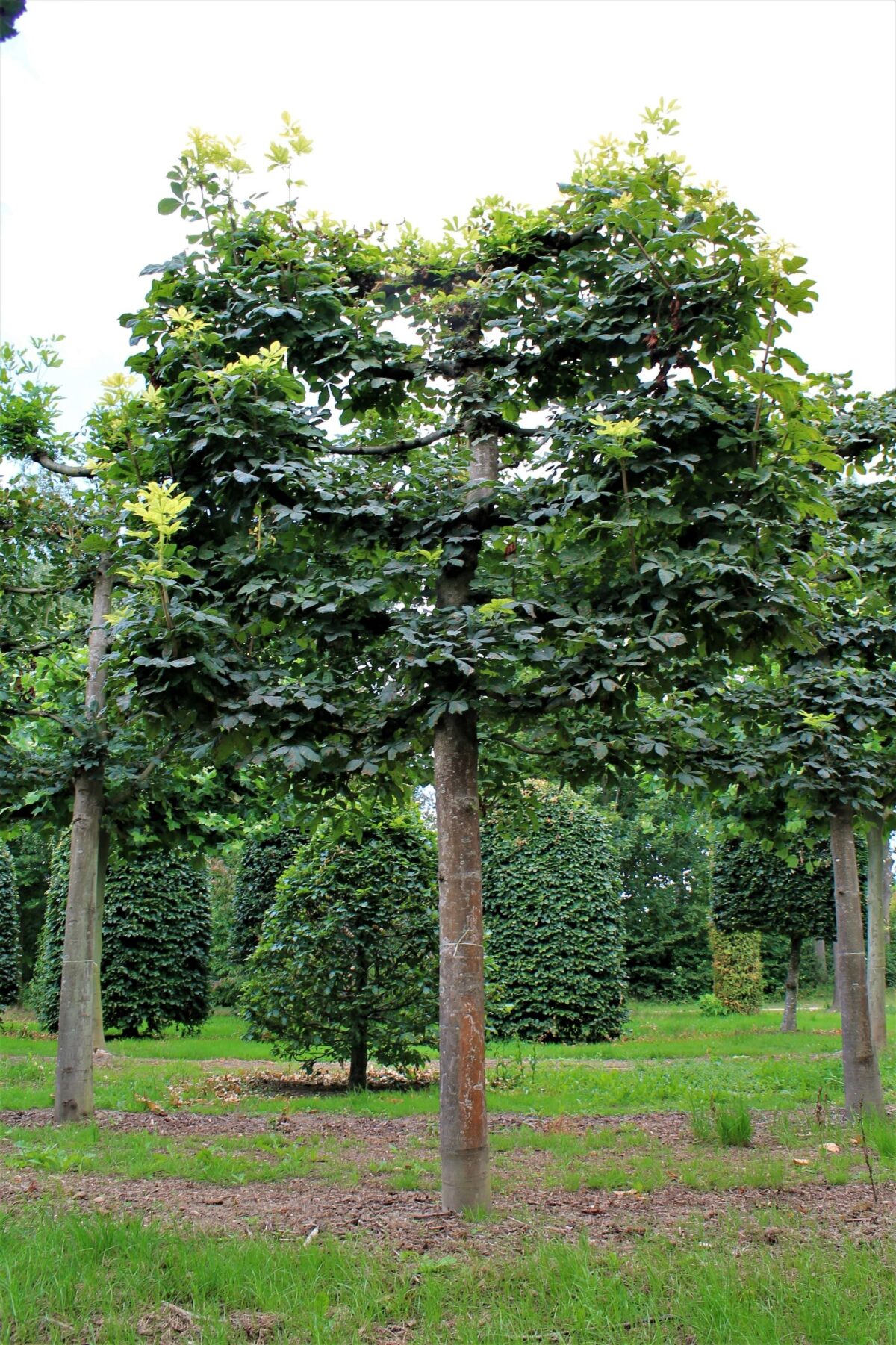 Volwassen Witte paardenkastanje | Leivorm