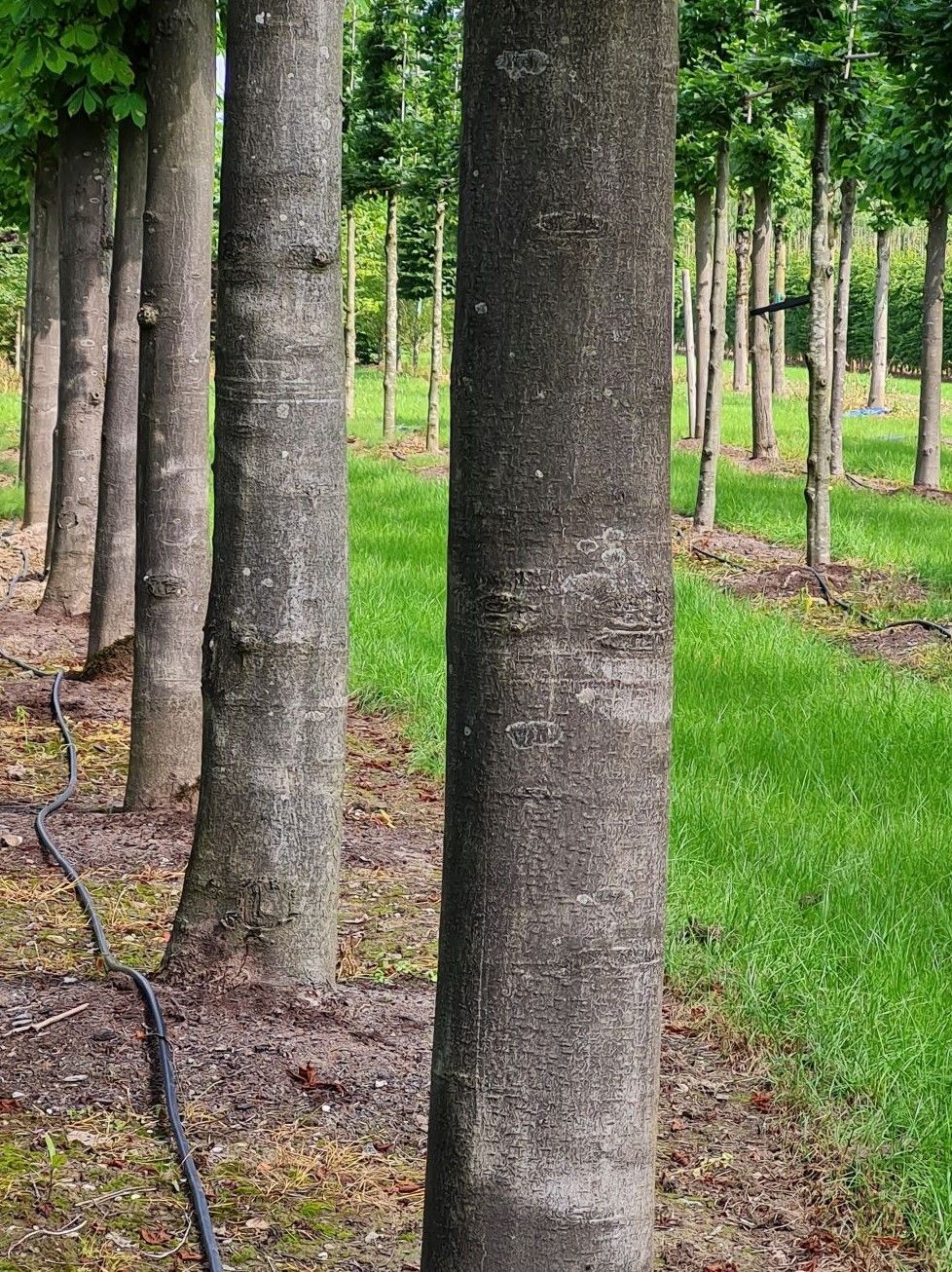 Volwassen Witte paardenkastanje | Leivorm