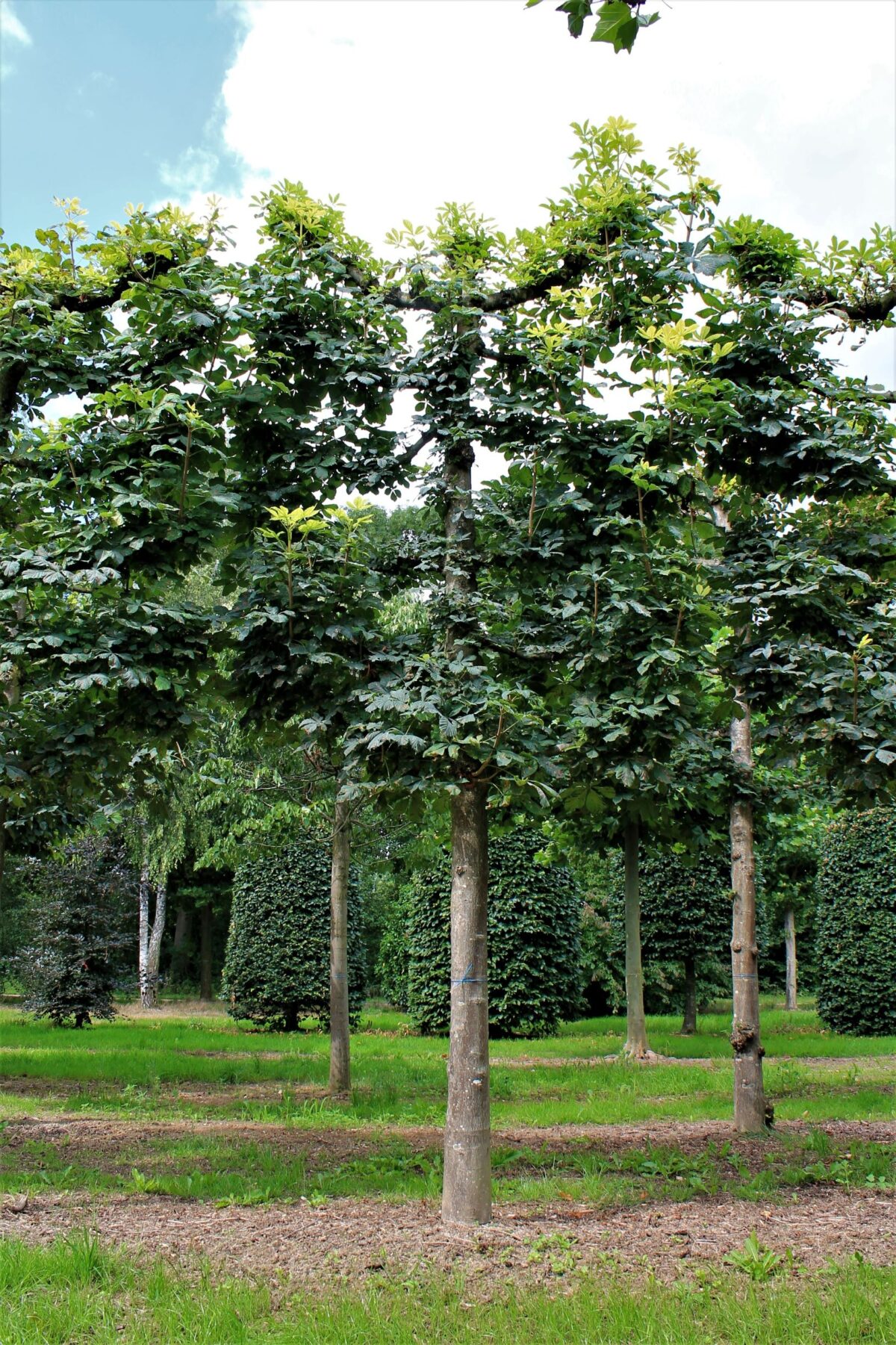 Volwassen Witte paardenkastanje | Leivorm