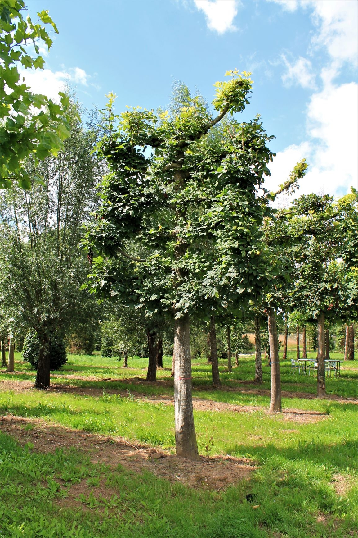 Volwassen Witte paardenkastanje | Leivorm