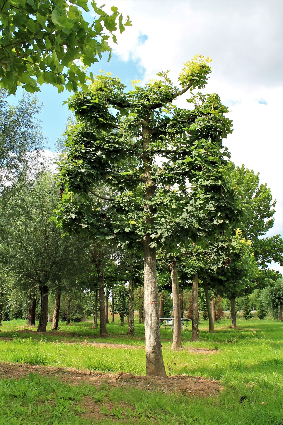 Volwassen Witte paardenkastanje | Leivorm