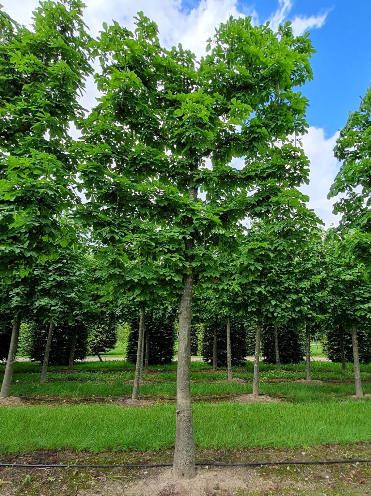 Volwassen Witte paardenkastanje | Leivorm