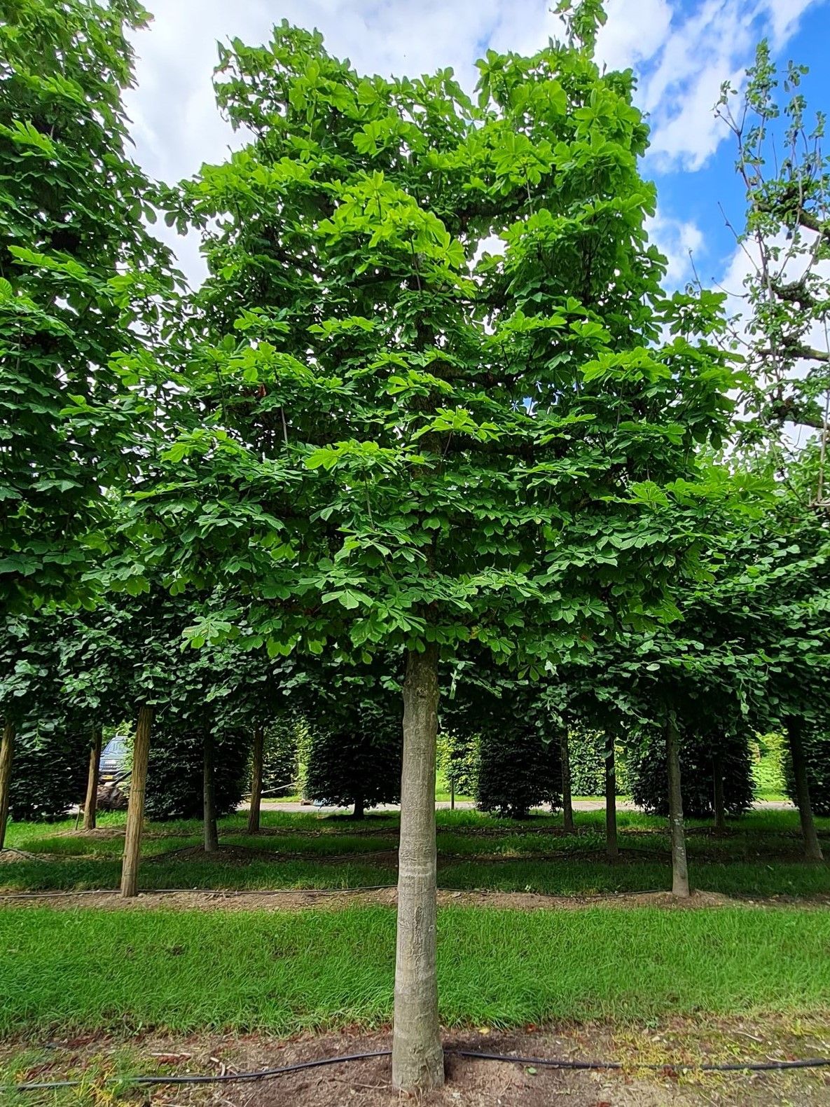 Volwassen Witte paardenkastanje | Leivorm