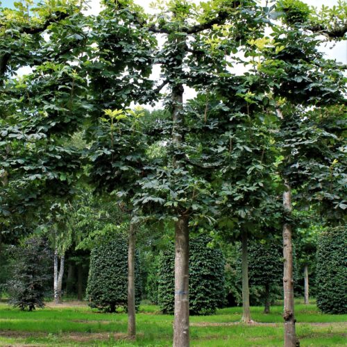 Volwassen Witte paardenkastanje | Leivorm