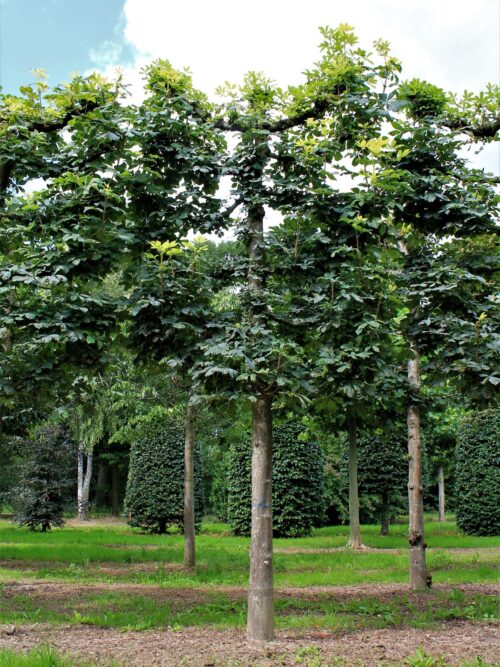 Witte paardenkastanje | Leivorm