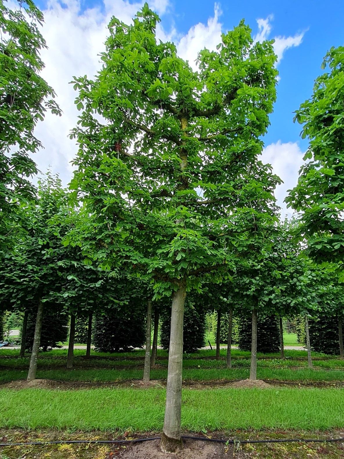 Volwassen Witte paardenkastanje | Leivorm