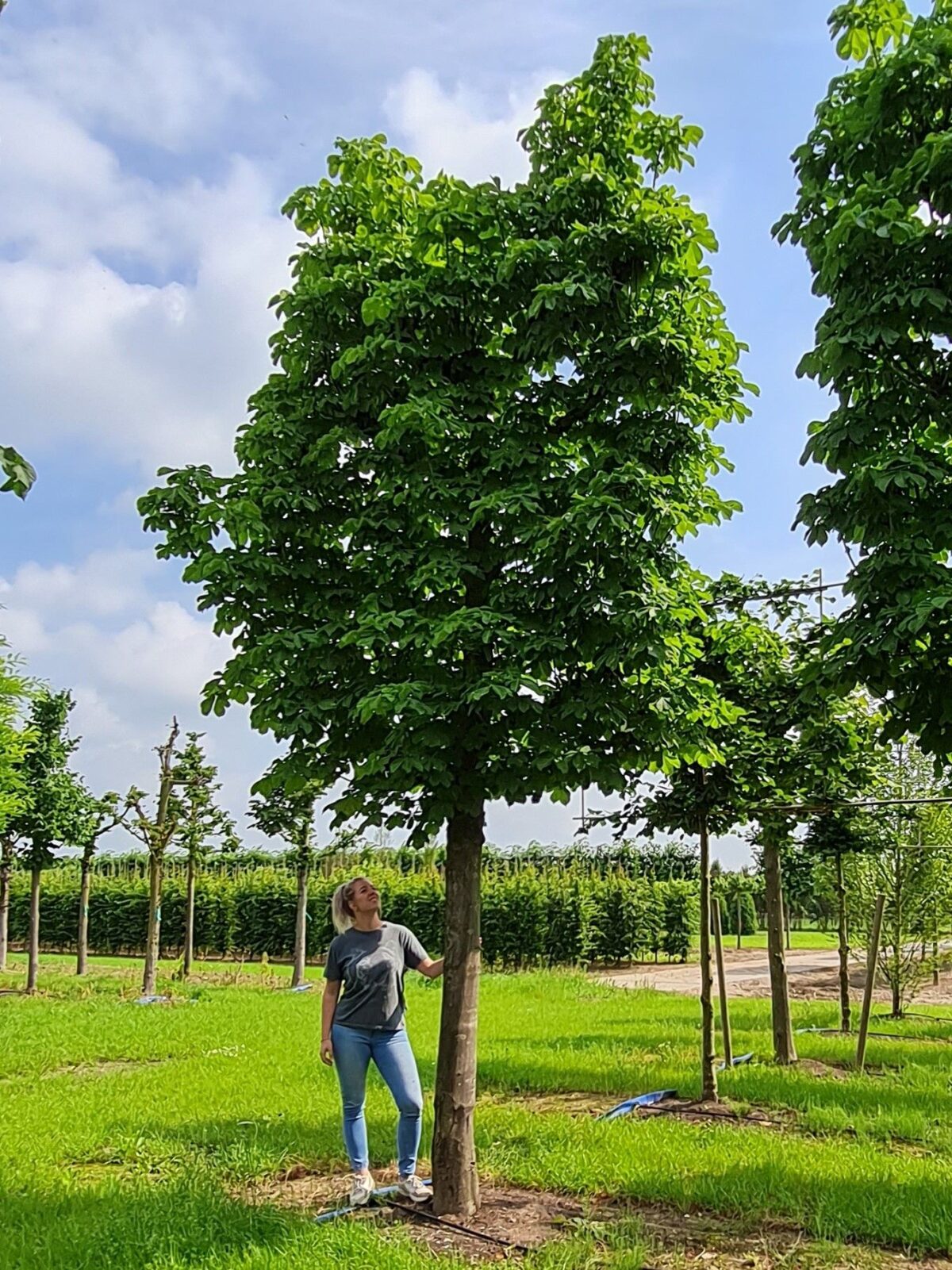 Volwassen Witte paardenkastanje | Leivorm