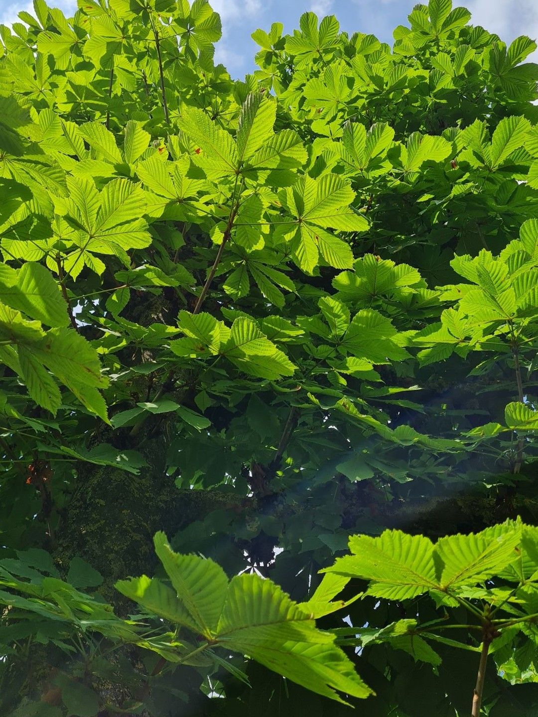 Volwassen Witte paardenkastanje | Leivorm