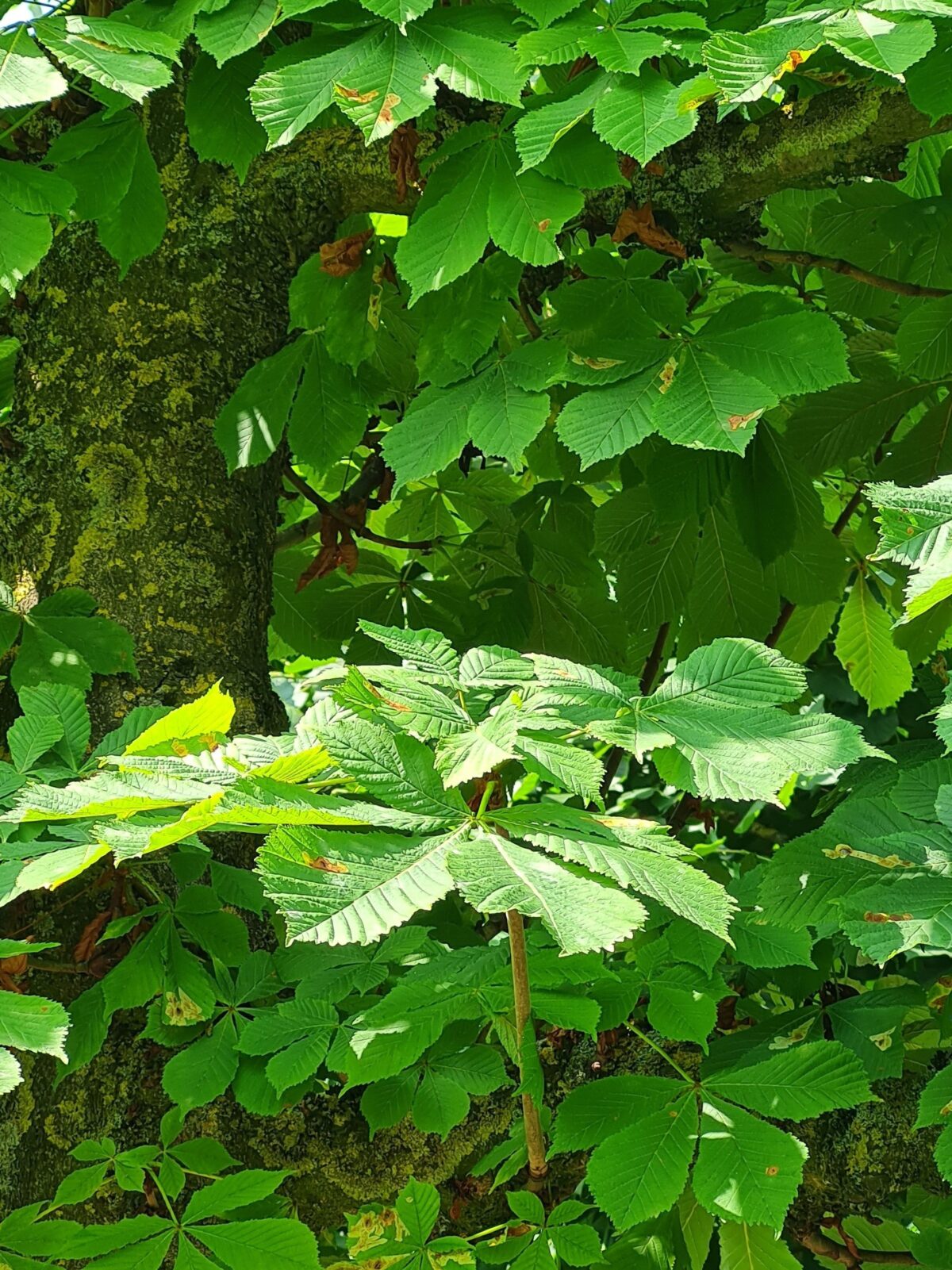 Volwassen Witte paardenkastanje | Leivorm