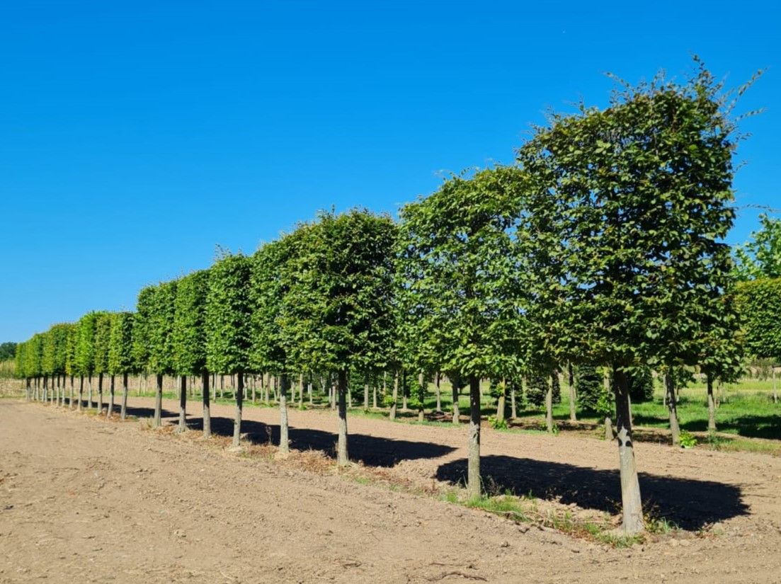 Volwassen Haagbeuk | Schermvorm