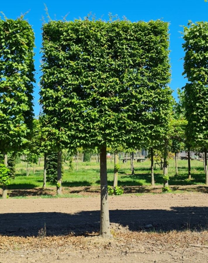 Volwassen Haagbeuk | Schermvorm