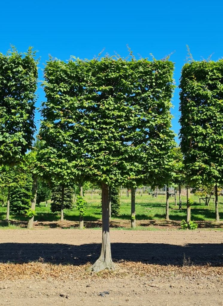 Volwassen Haagbeuk | Schermvorm