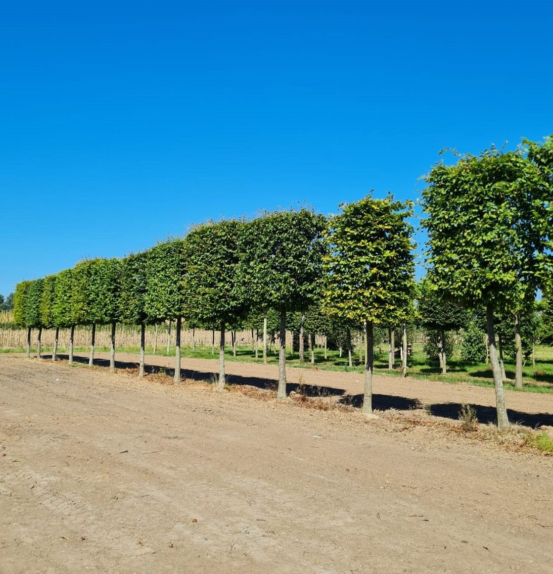 Volwassen Haagbeuk | Schermvorm