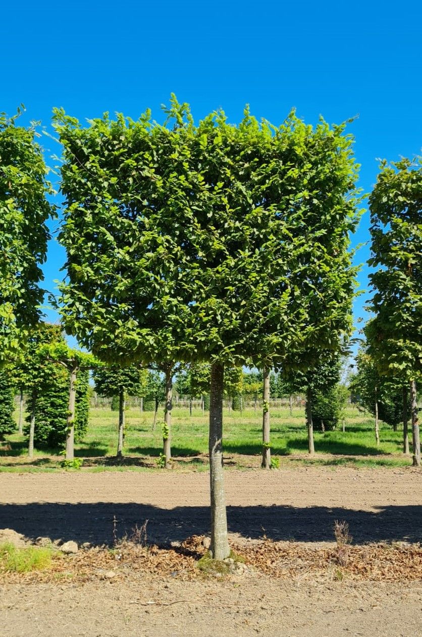 Volwassen Haagbeuk | Schermvorm