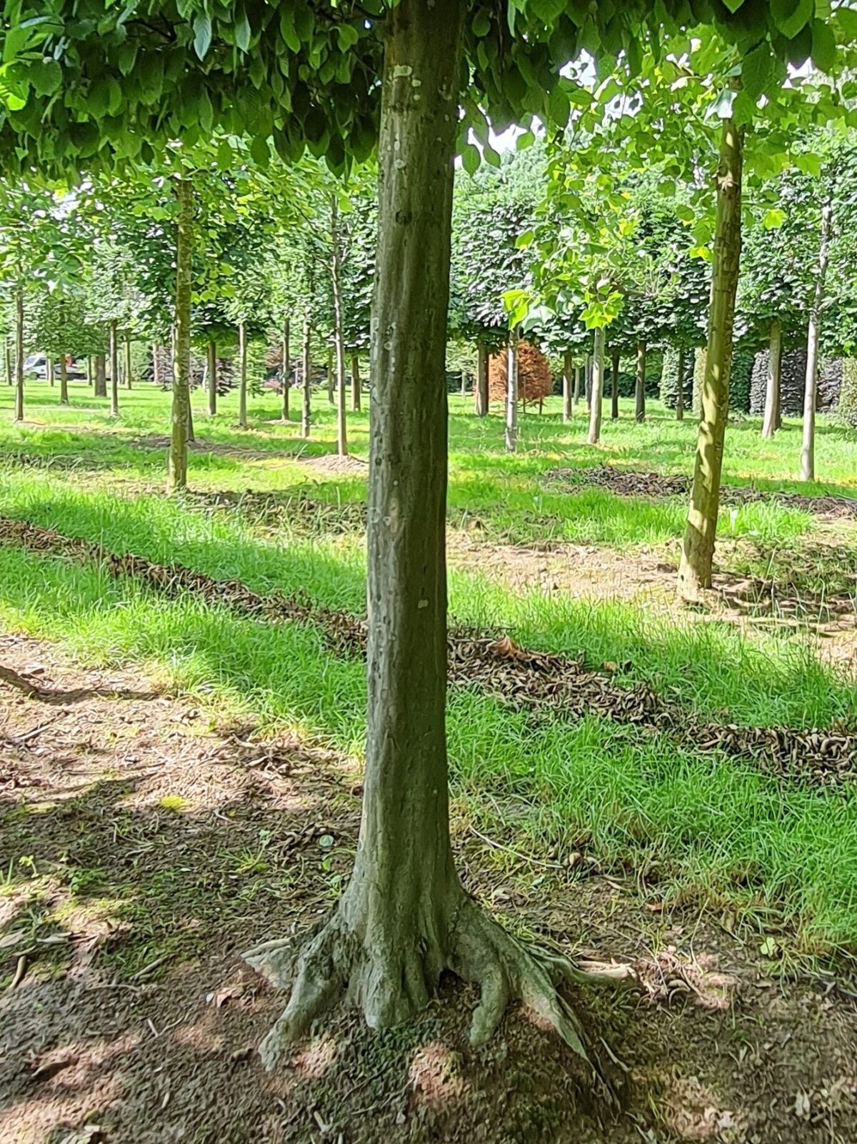 Jonge Haagbeuk | Schermvorm