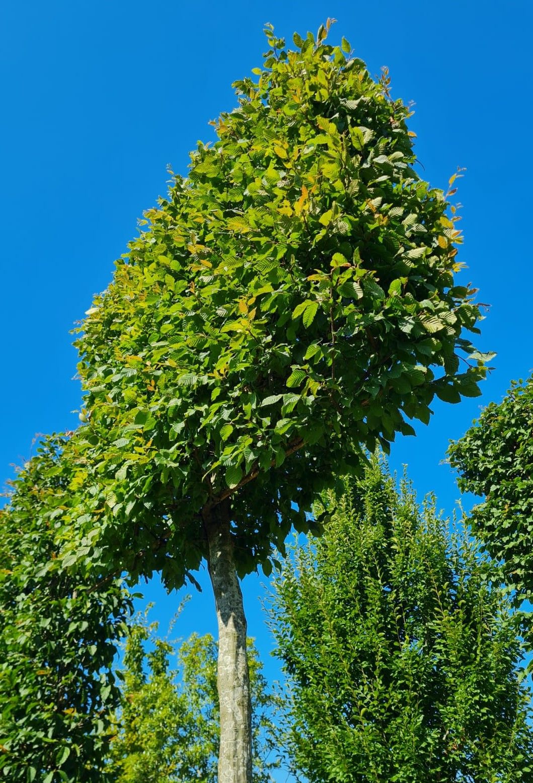 Jonge Haagbeuk | Schermvorm