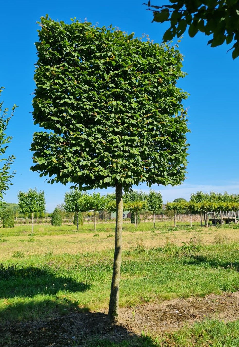 Jonge Haagbeuk | Schermvorm