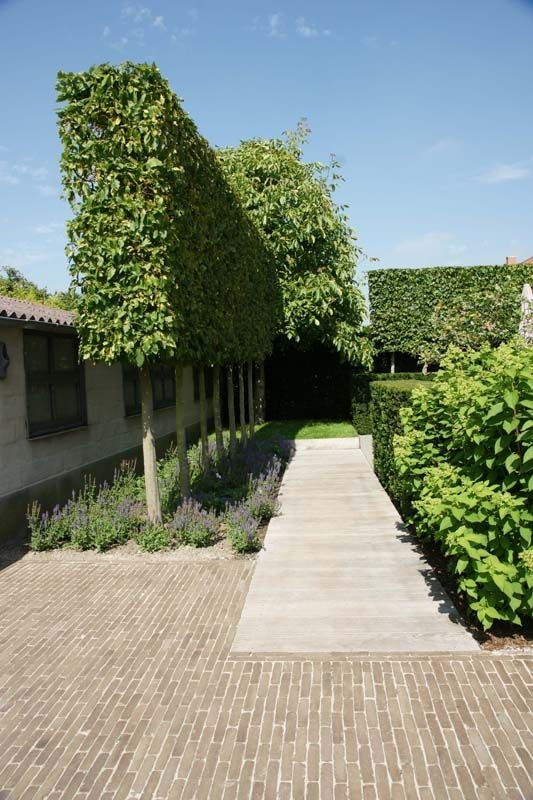 Jonge Haagbeuk | Schermvorm