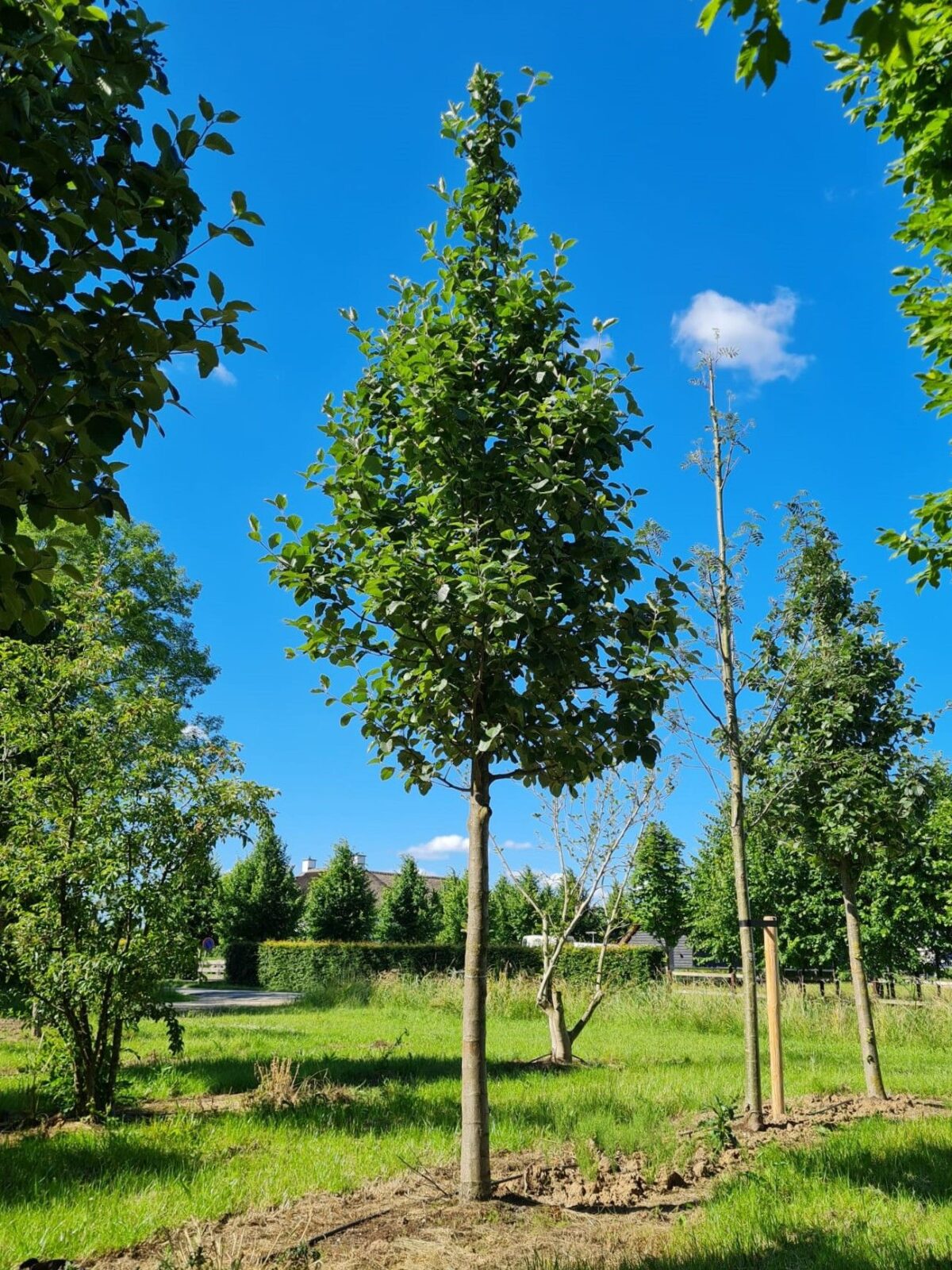 Volwassen Lijsterbes 'Incana' | Hoogstam