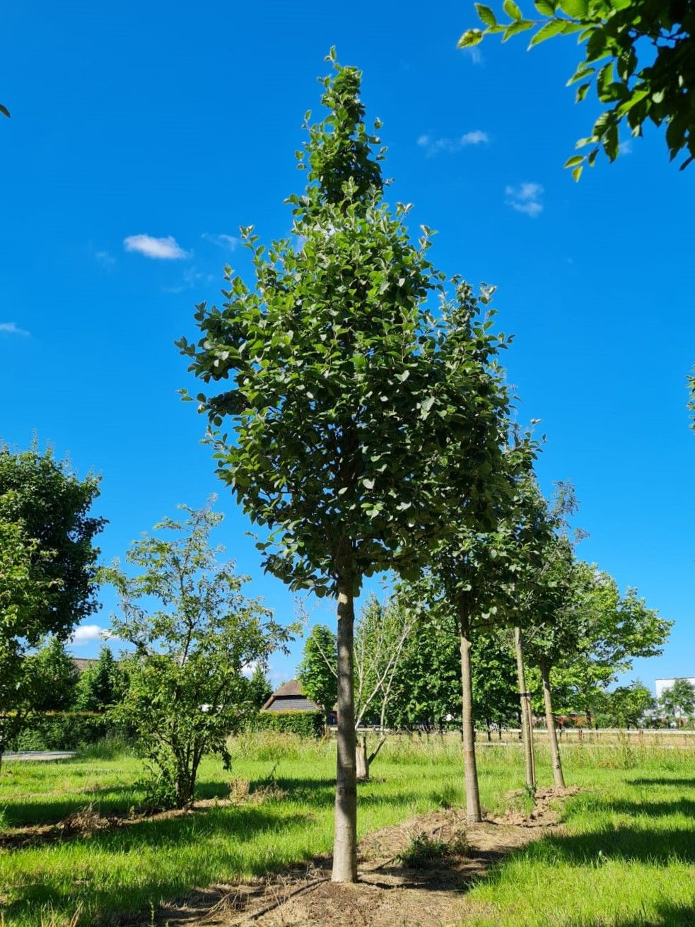 Volwassen Lijsterbes 'Incana' | Hoogstam