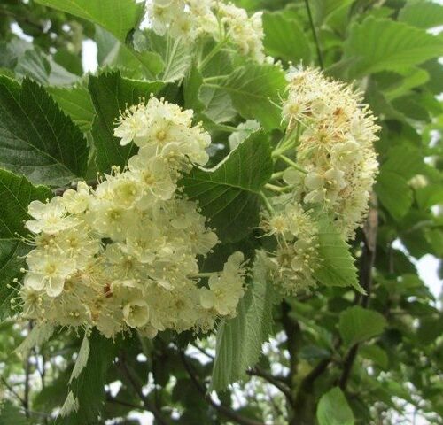 Volwassen Lijsterbes 'Incana' | Hoogstam