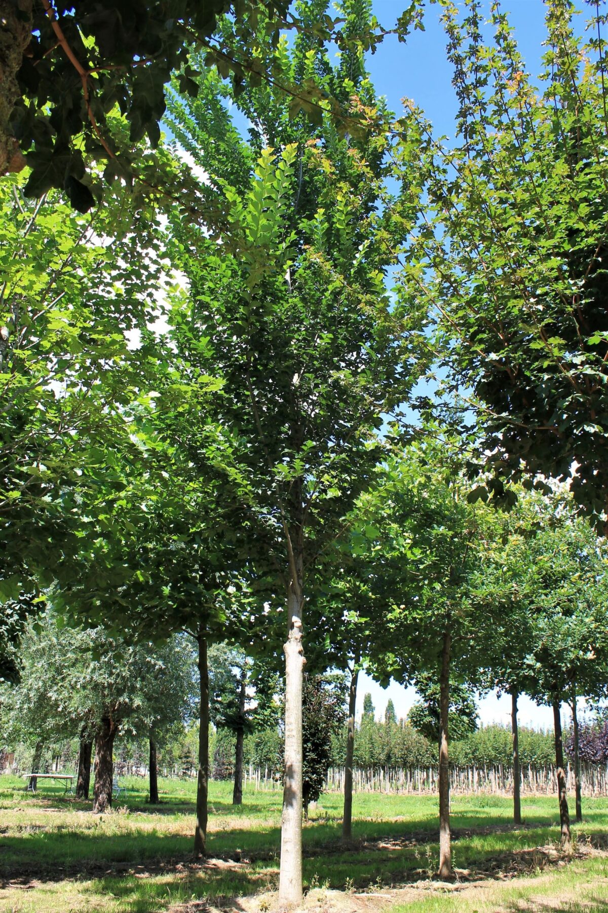 Volwassen Iep 'Lobel' | Hoogstam