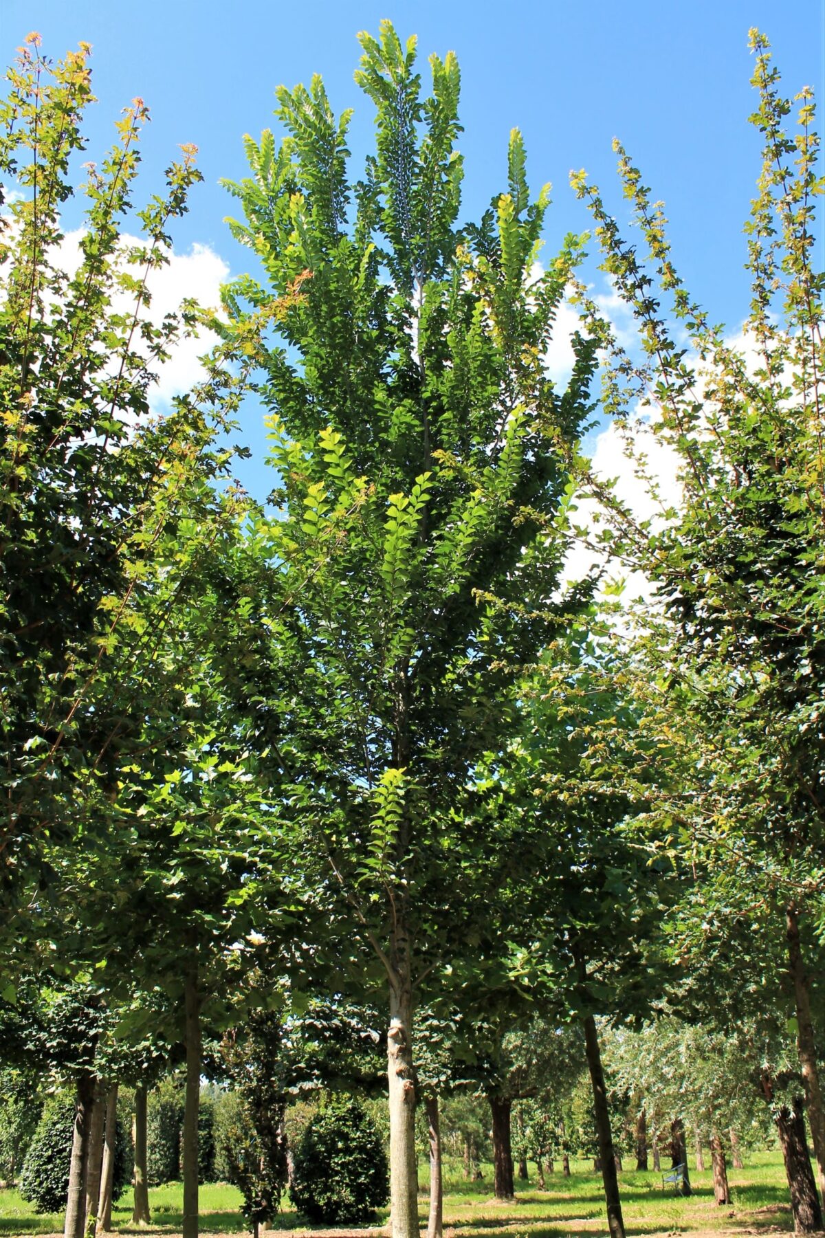 Volwassen Iep 'Lobel' | Hoogstam