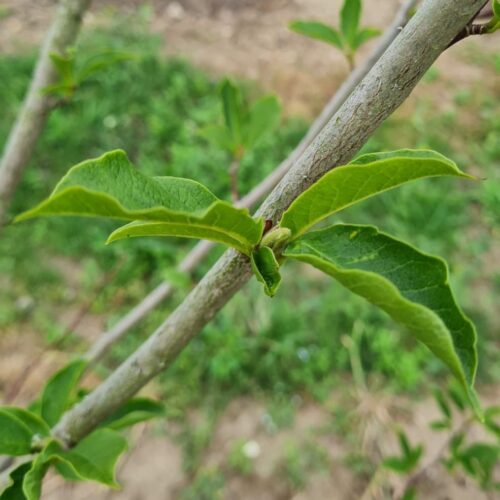 Jonge Magnolia 'Susan' | Meerstammig