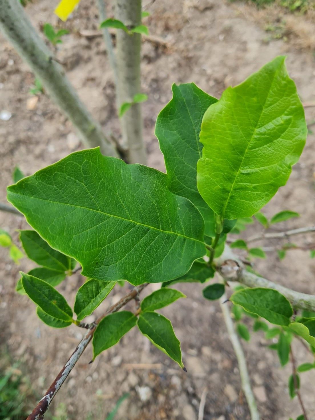 Jonge Magnolia 'Susan' | Meerstammig