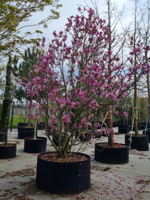 Magnolia 'Susan' | Meerstammig