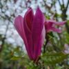 Magnolia 'Susan'