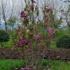 Magnolia 'Susan'