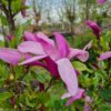 Magnolia 'Susan'